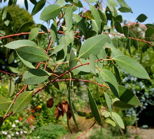 Tasmanischer Schneeeukalyptus (Eucalyptus coccifera)