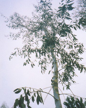Gelber Tasmanischer Eukalyptus (Eucalyptus johnstonii)