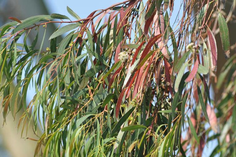 Zuckereukalyptus (Eucalyptus viminalis)