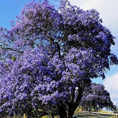 Blauer Jacaranda (Jacaranda mimosifolia)
