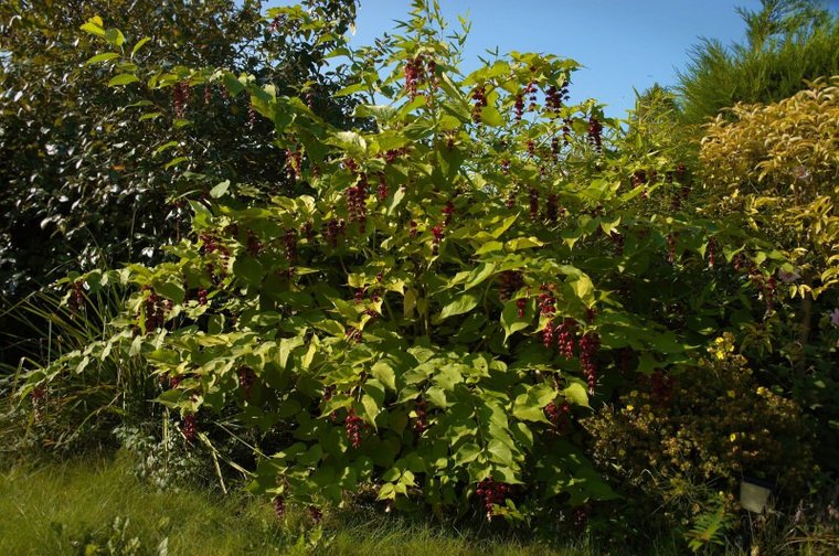 Karamellbeere (Leycesteria formosa)