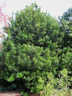 Macadamia (Macadamia integrifolia)