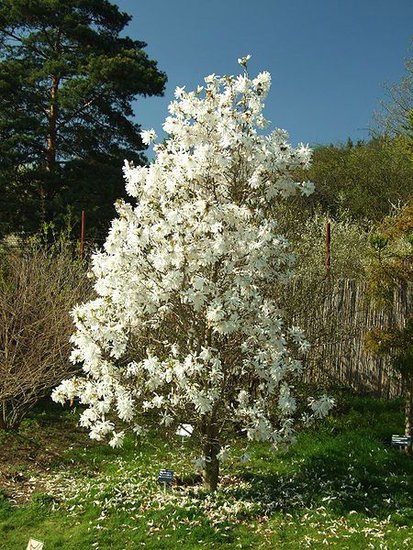 Sternmagnolie (Magnolia stellata)