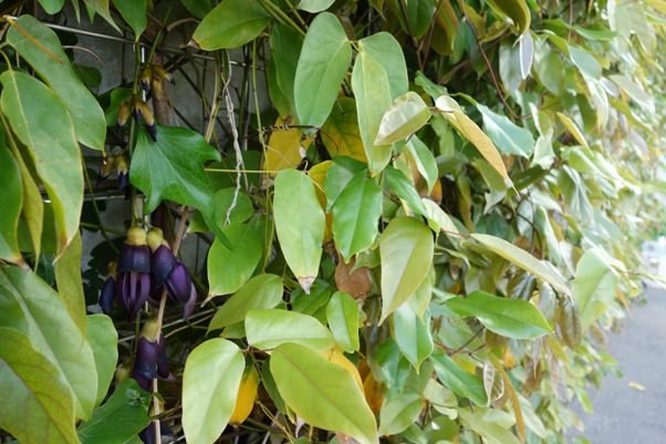 Samtbohne (Mucuna sempervirens)