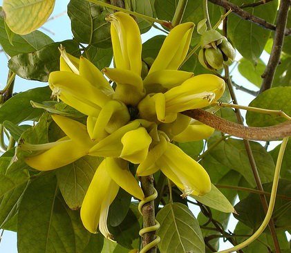 Pferdeaugenbohne (Mucuna sloanei)
