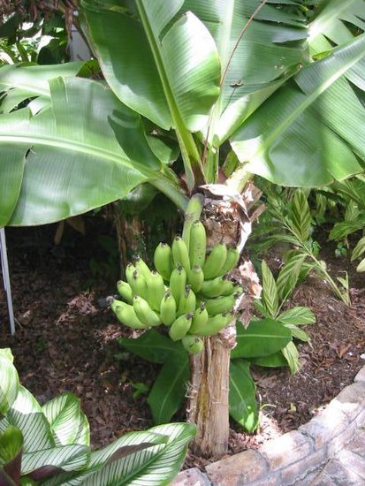 Plantagenbanane (Musa x paradisiaca)