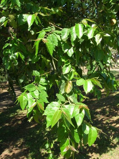 Regenbogen-Eukalyptus (Eucalyptus deglupta)