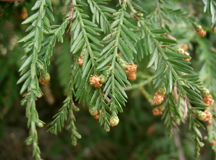 K&uuml;stenmammutbaum (Sequoia sempervirens)