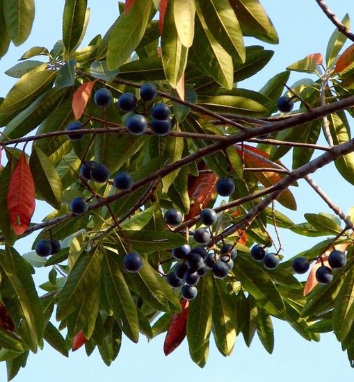Blauer Quandong (Elaeocarpus angustifolius)