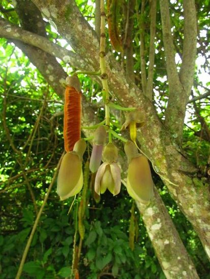 Rote Hamburgerbohne (Mucuna urens)