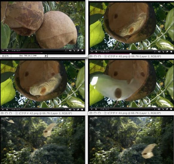 Javanische Gurke (Alsomitra macrocarpa)