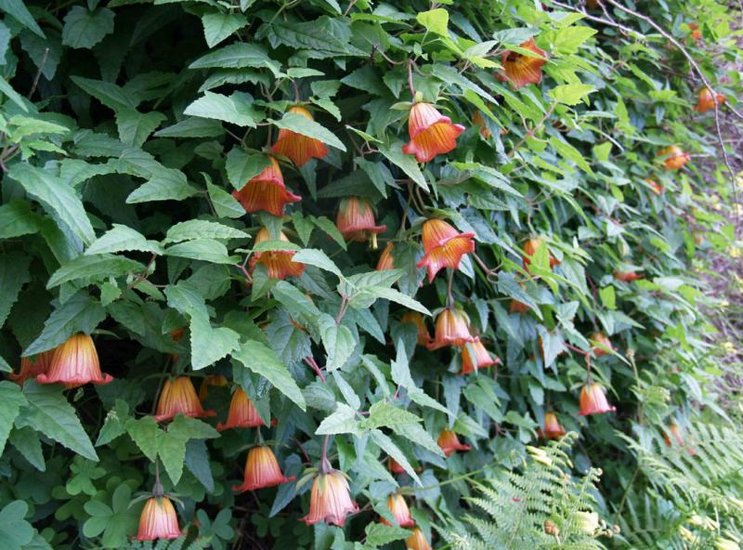 Kanarische Glockenblume (Canarina canariensis)