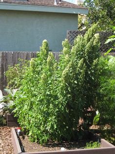 Quinoa (Chenopodium quinoa)