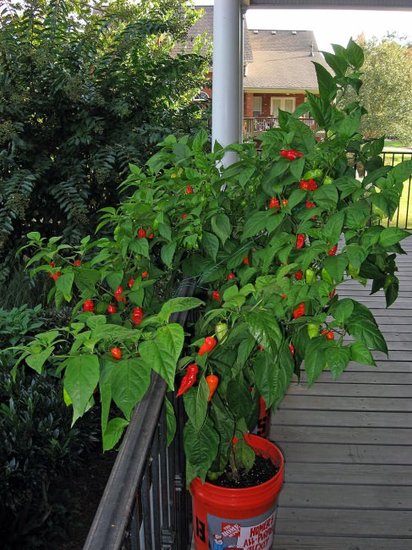 Bhut Jolokia-Chili (Capsicum chinense &#039;Bhut Jolokia&#039;)