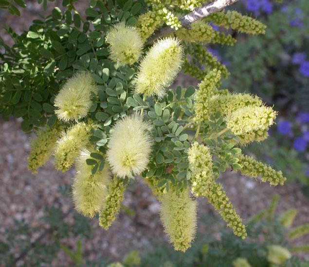 Schraubenbohne Mesquite (Prosopis pubescens)
