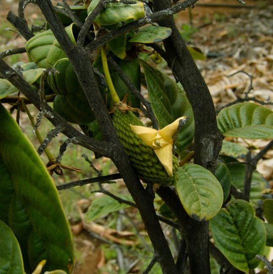 Annona conica