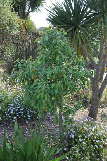 Maqui (Aristotelia chilensis)