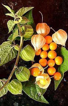 Andenbeeren (Physalis peruviana)