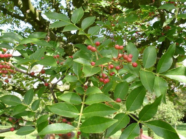 Japanischer Pfefferbaum (Zanthoxylum piperitum)