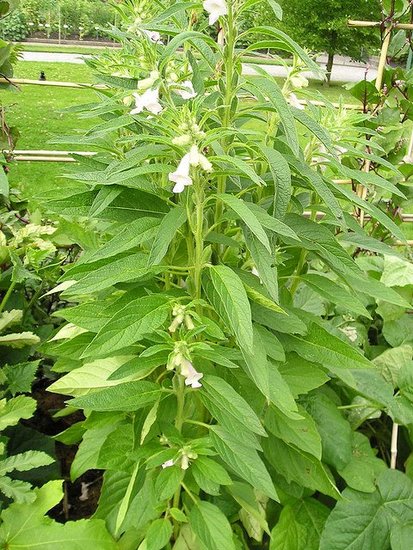 Sesam (Sesamum indicum)