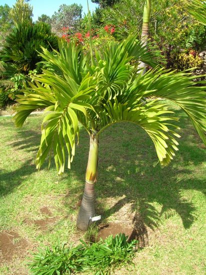 Manilla-Palme (Veitchia merrillii)