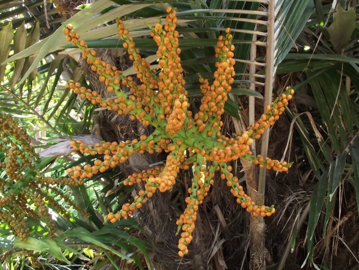 Zwergzuckerpalme (Arenga engleri)
