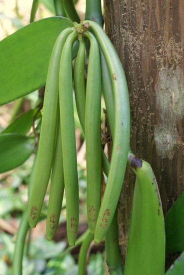 Vanille-Orchidee (Vanilla planifolia)