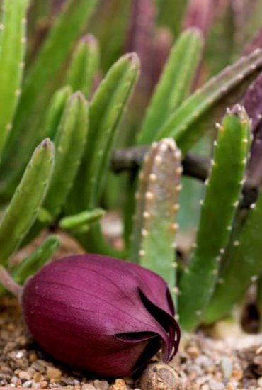 Aasblume (Stapelia leendertziae)