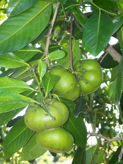 Schwarze Sapote (Diospyros digyna)