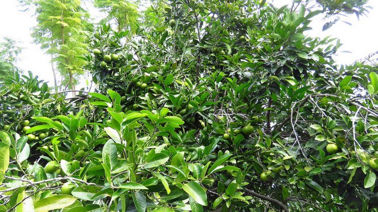 Schwarze Sapote (Diospyros digyna)