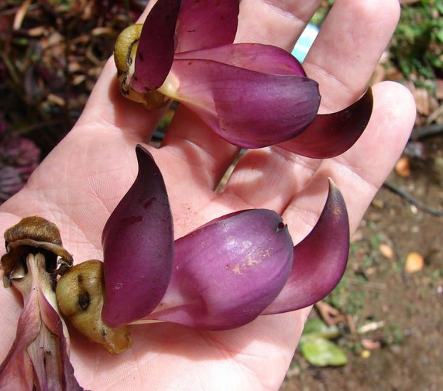 Schwarze Jadeblume (Mucuna nigricans)