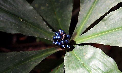 Marmorbeere (Pollia condensata)