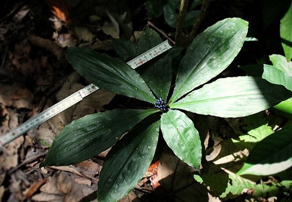 Marmorbeere (Pollia condensata)