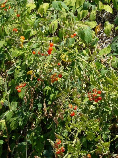 Wilde Tomate (Solanum pimpinellifolium)