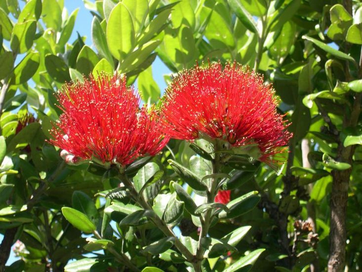 Pohutukawa (Metrosideros excelsa)