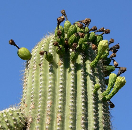 Saguaro-Kaktus (Carnegiea gigantea)