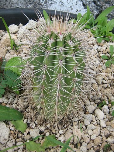 Saguaro-Kaktus (Carnegiea gigantea)