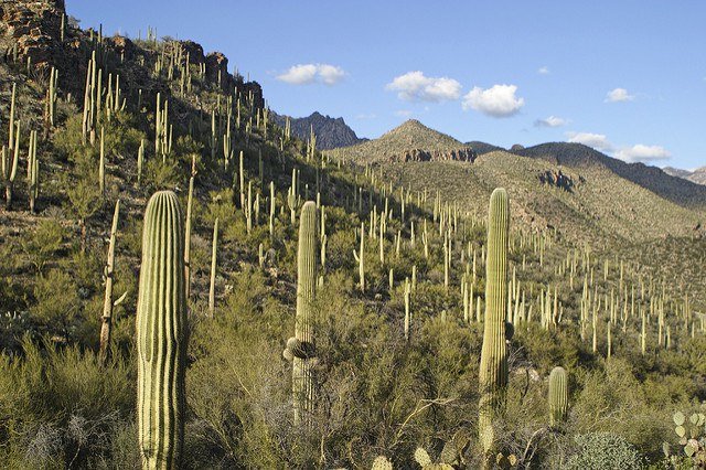 Saguaro-Kaktus (Carnegiea gigantea)