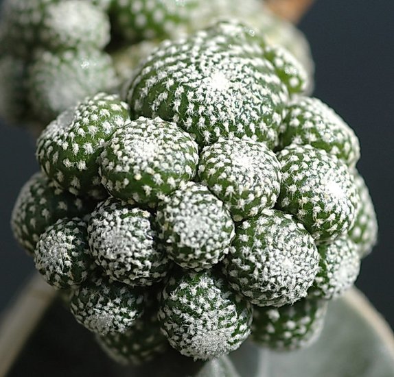 Blossfeldia (Blossfeldia liliputana)