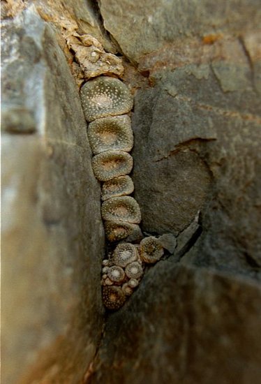 Blossfeldia (Blossfeldia liliputana)