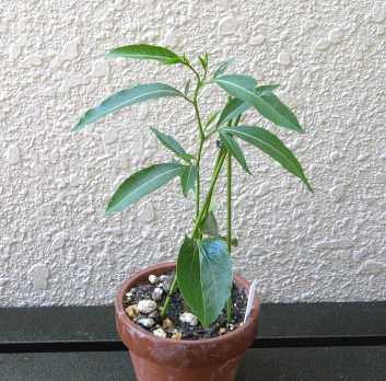 Fony-Baobab (Adansonia rubrostipa)