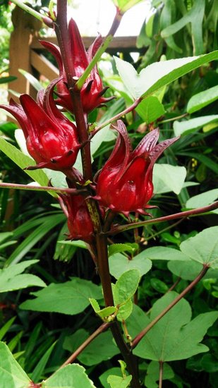 Roselle (Hibiscus sabdariffa)