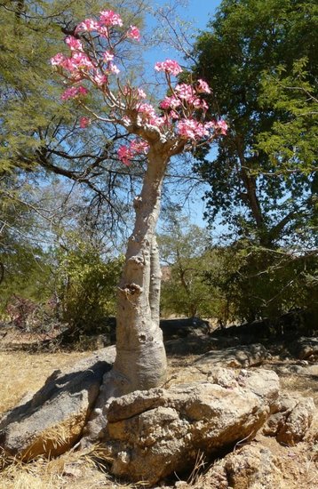 W&uuml;stenrose (Adenium obesum)