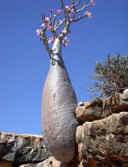 W&uuml;stenrose (Adenium obesum)