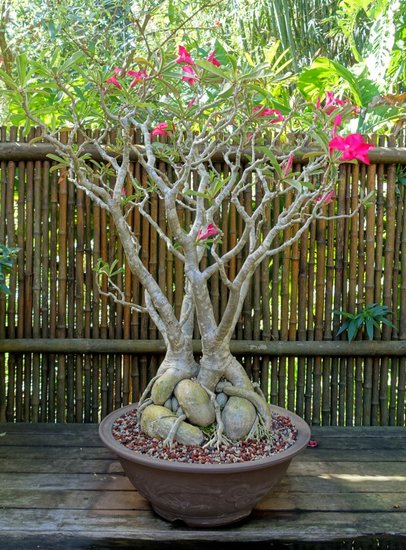 W&uuml;stenrose (Adenium obesum)