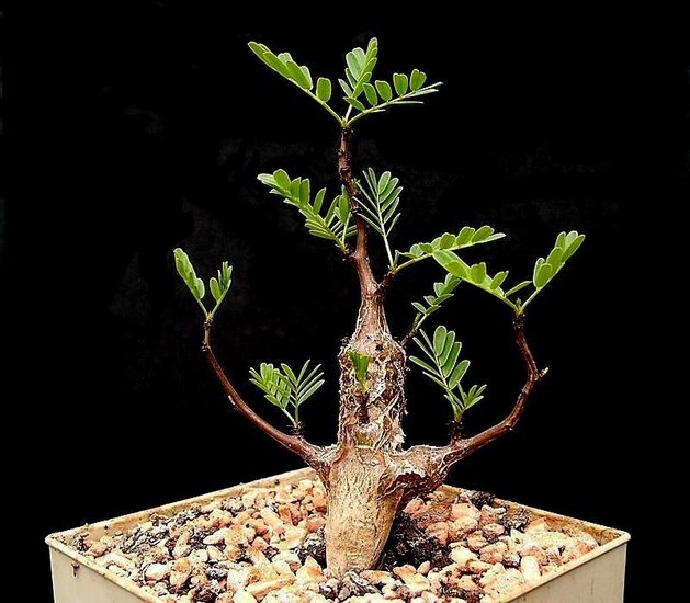 Decarys Flamboyant (Delonix decaryi)