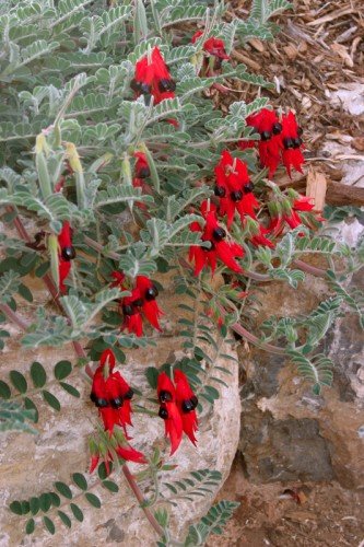 Sturts W&uuml;stenerbse (Swainsona formosa)