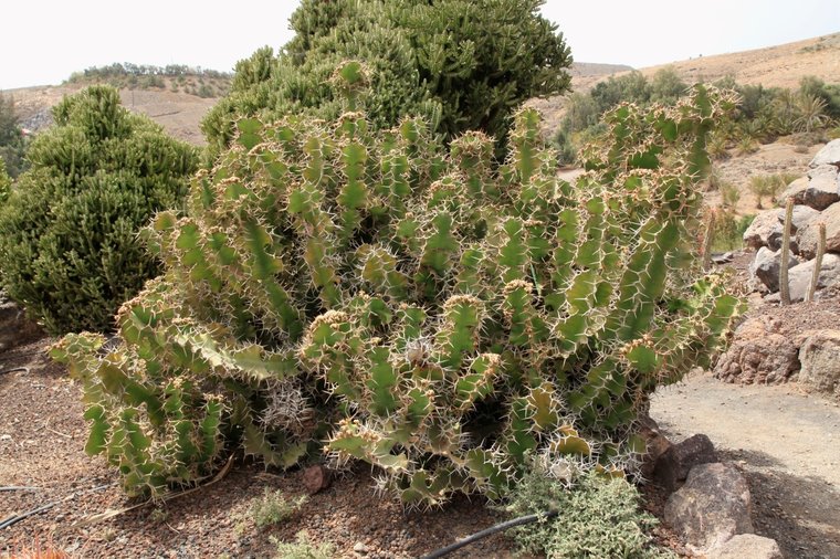 Kuhhorn-Euphorbie (Euphorbia grandicornis)