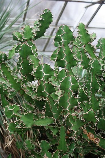 Kuhhorn-Euphorbie (Euphorbia grandicornis)