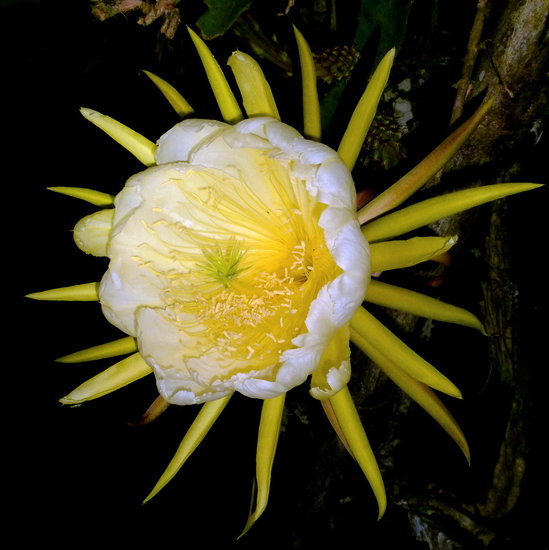 Gelbe Pitahaya (Hylocereus megalanthus)